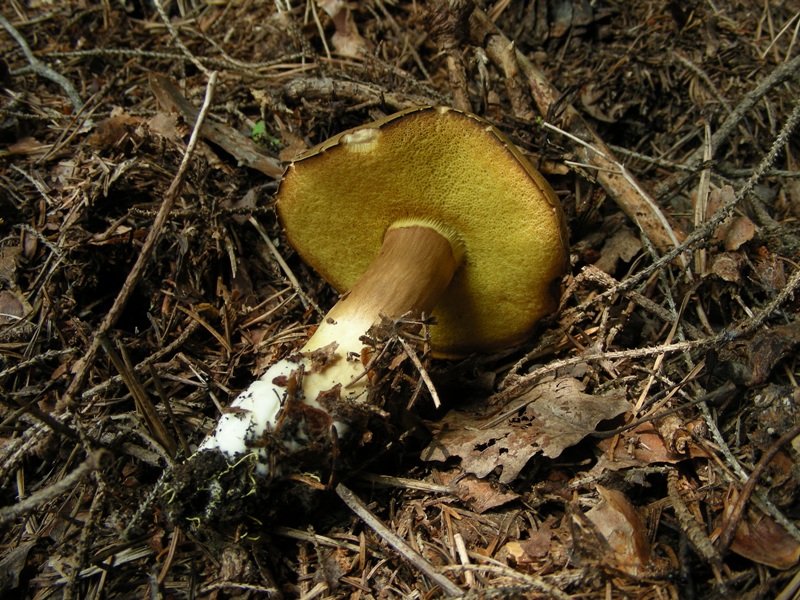 Facciamo due passi tra gli abeti